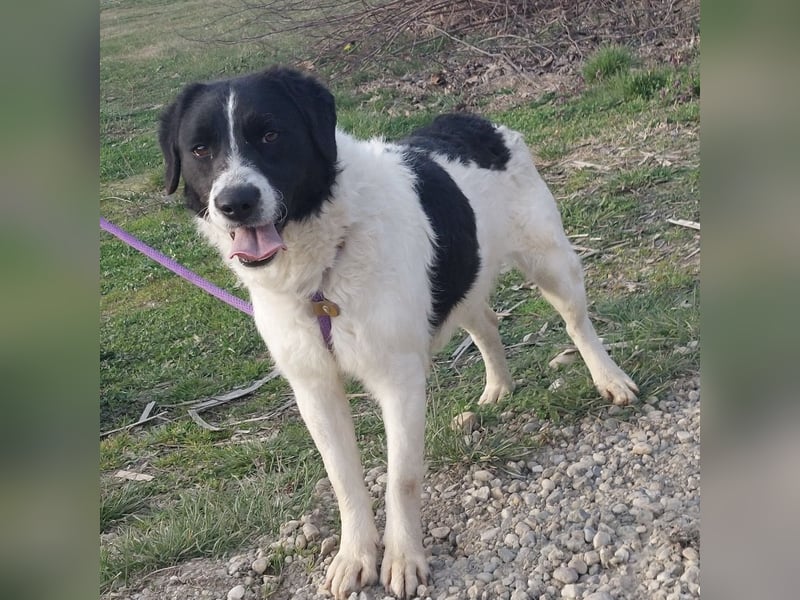 Danko ein sehr freundlicher Rüde