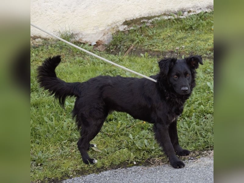 Lapia eine wundervolle schwarze Perle