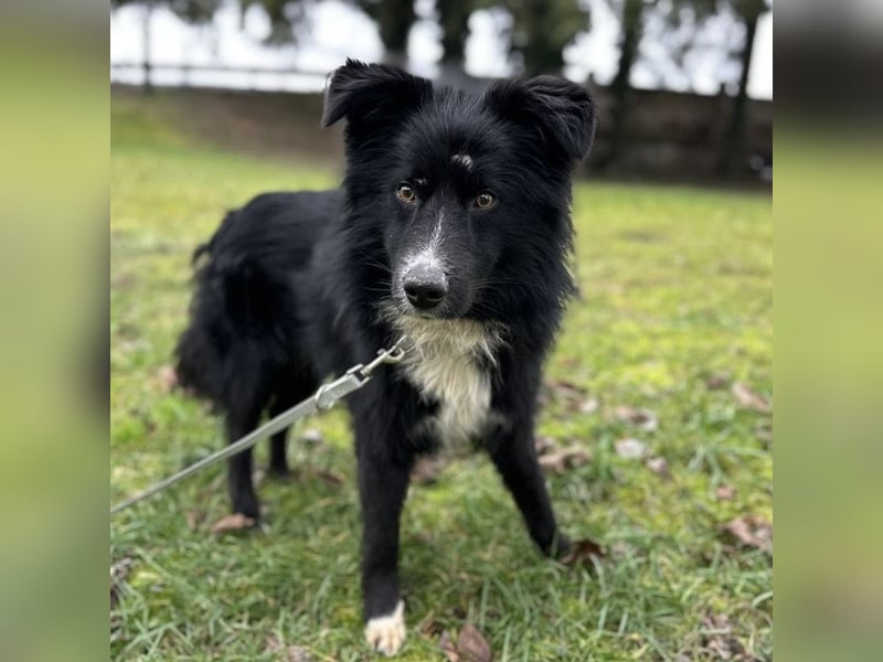 Louis ein freundlicher Schatz