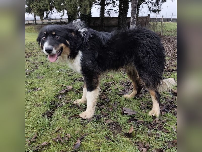 Charles ein vitaler Kerlchen