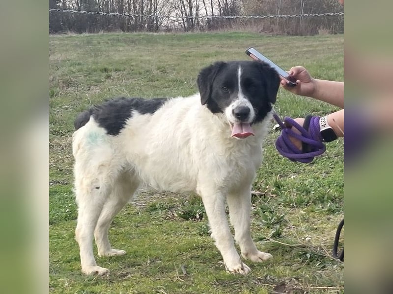 Danko ein sehr freundlicher Rüde