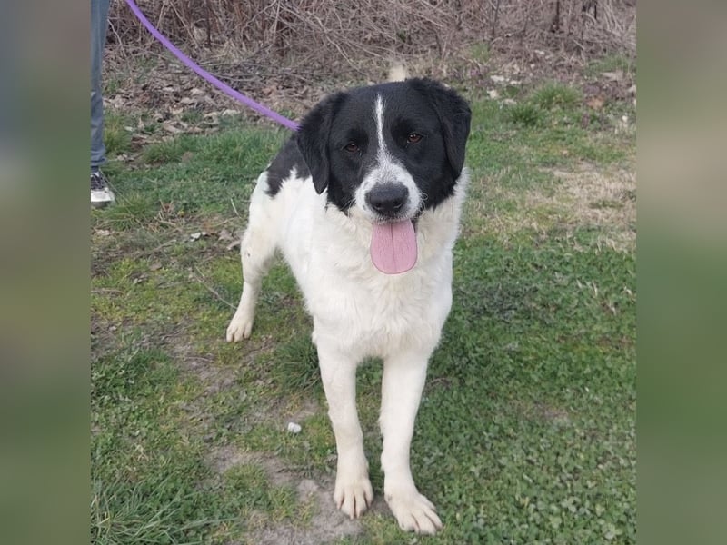 Danko ein sehr freundlicher Rüde