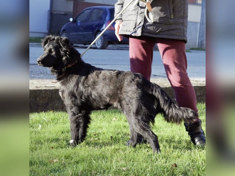 Lapia eine wundervolle schwarze Perle