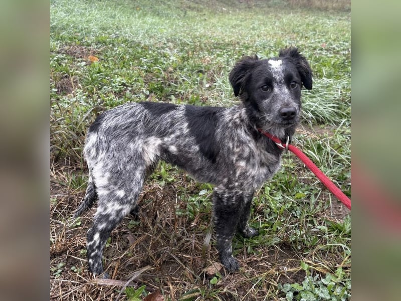 Kody ein richtiger Schatz