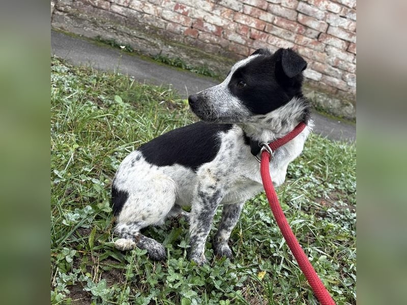 Kevin wie aus dem Film “Kevin alleine Zuhause”