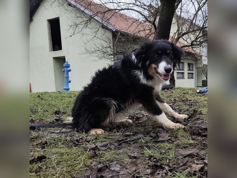 Charles ein vitaler Kerlchen