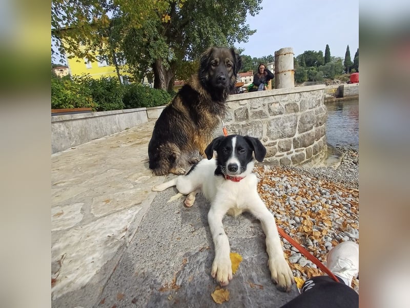 Lunja eine intelligente Hündin für sportliche Menschen