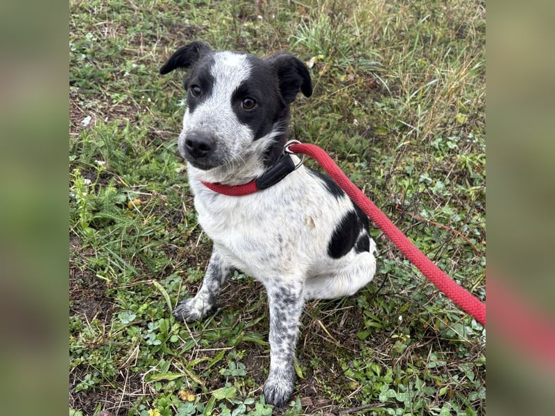 Kevin wie aus dem Film “Kevin alleine Zuhause”