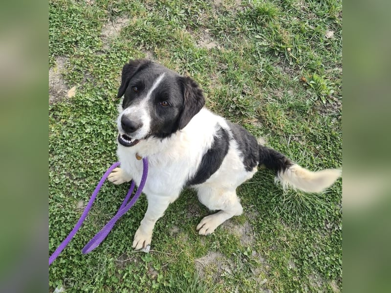 Danko ein sehr freundlicher Rüde