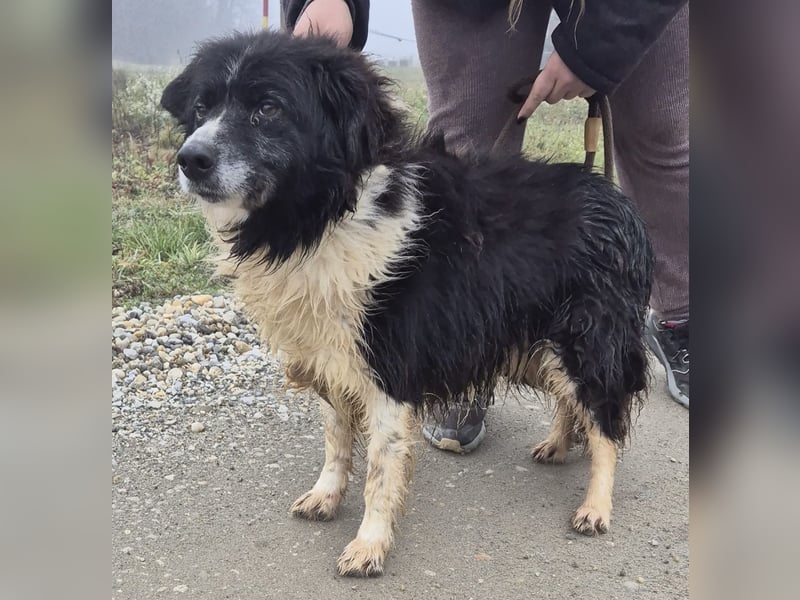 Collieen eine sanfte wundervolle