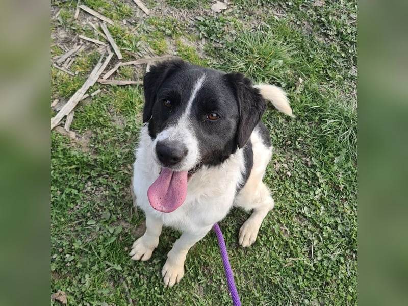 Danko ein sehr freundlicher Rüde