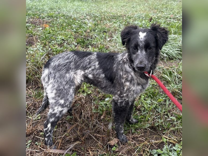 Kody ein richtiger Schatz