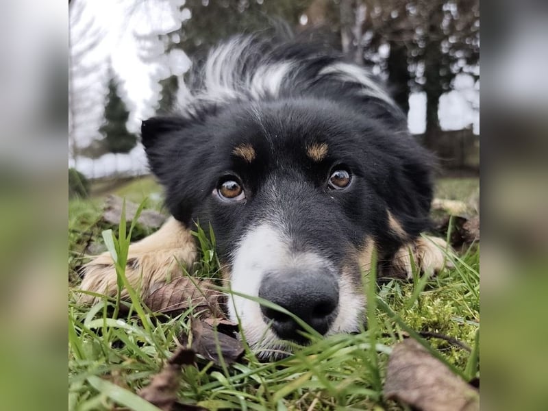 Charles ein vitaler Kerlchen