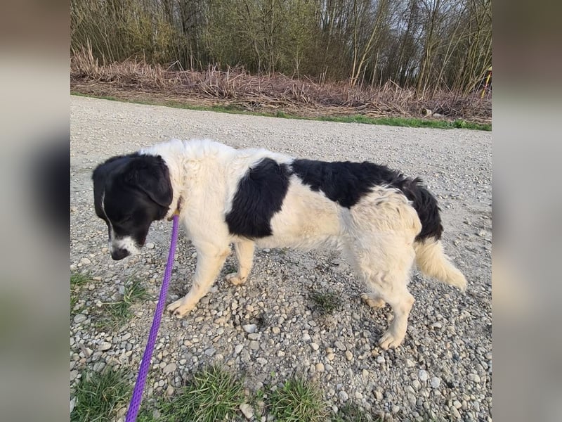 Danko ein sehr freundlicher Rüde