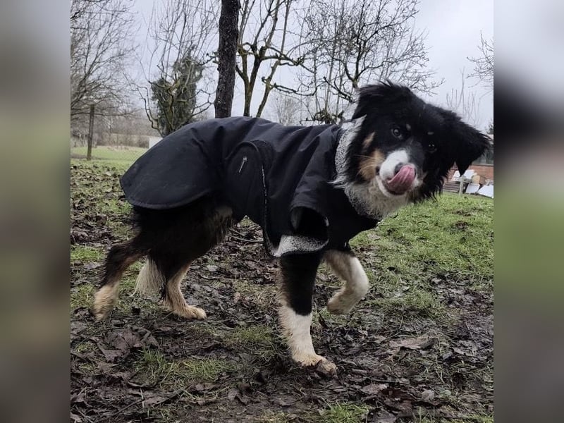 Charles ein vitaler Kerlchen