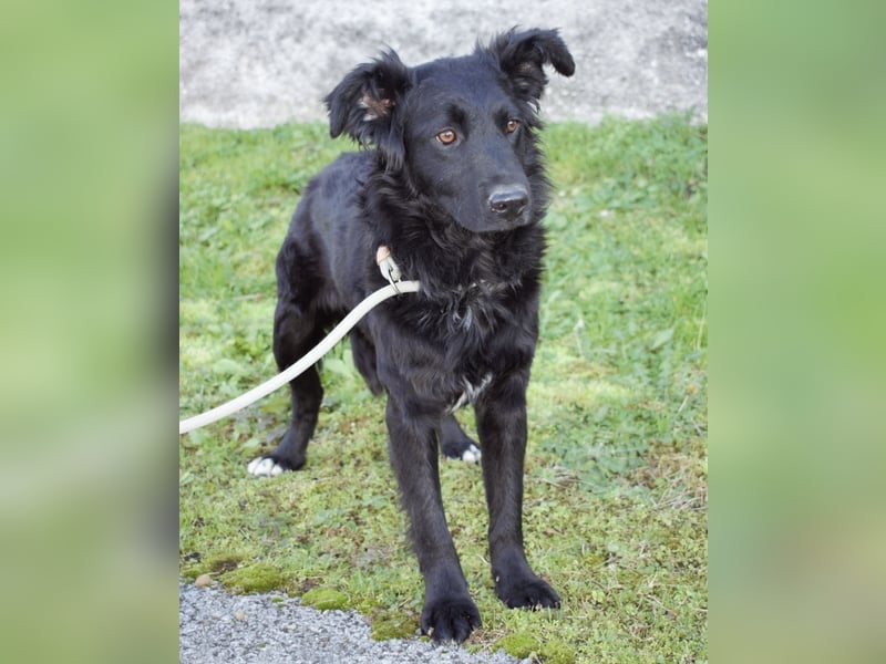 Lapia eine wundervolle schwarze Perle