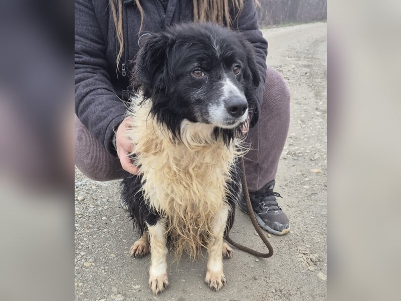 Collieen eine sanfte wundervolle