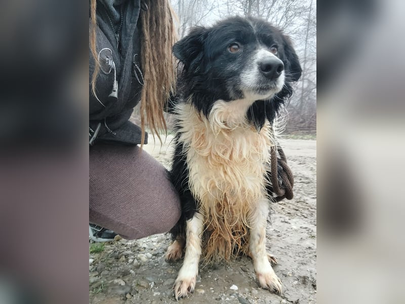 Collieen eine sanfte wundervolle