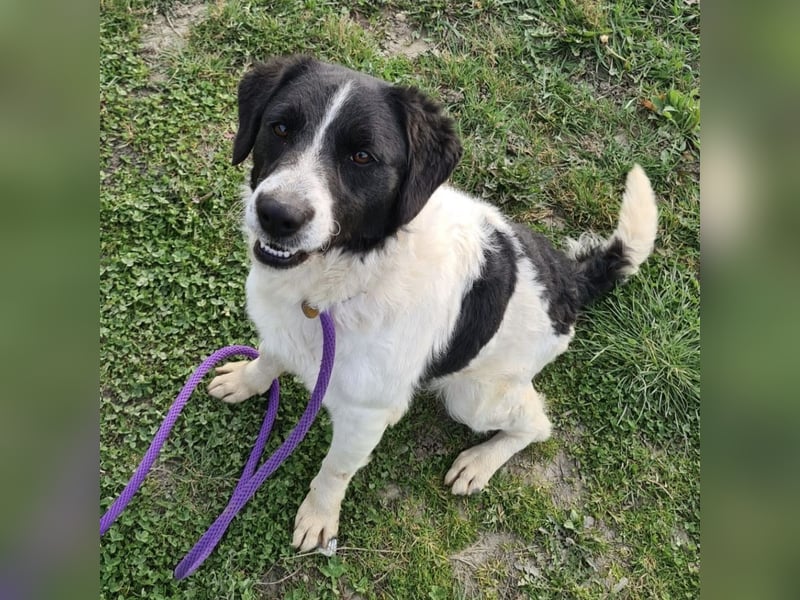 Danko ein sehr freundlicher Rüde