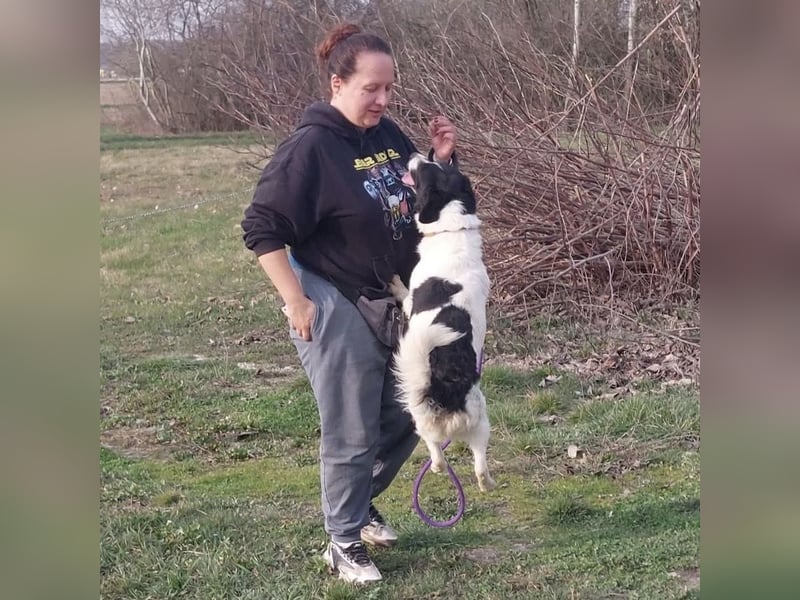 Danko ein sehr freundlicher Rüde