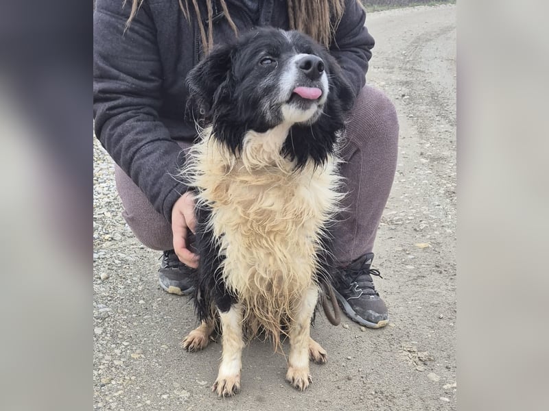 Collieen eine sanfte wundervolle