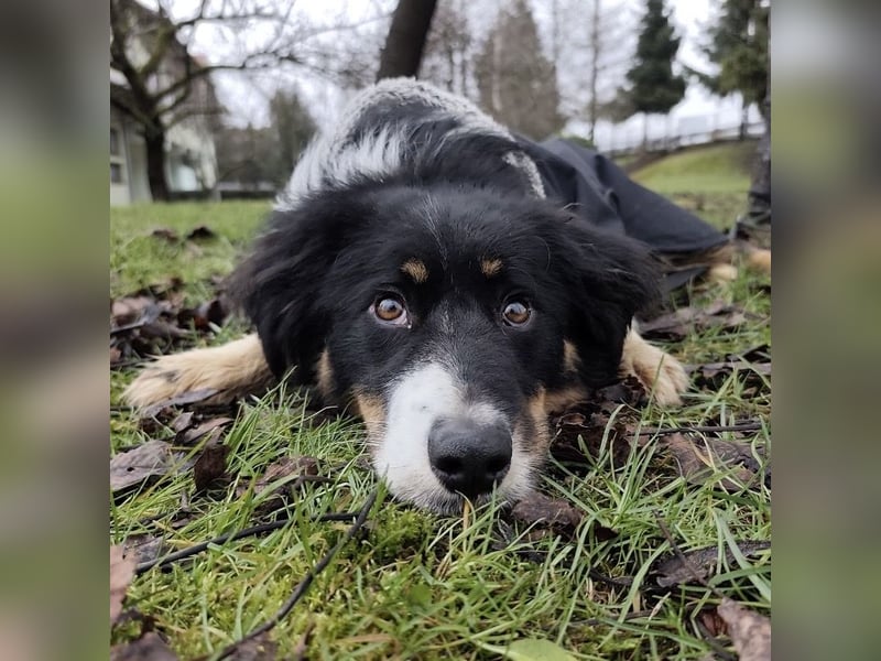 Charles ein vitaler Kerlchen