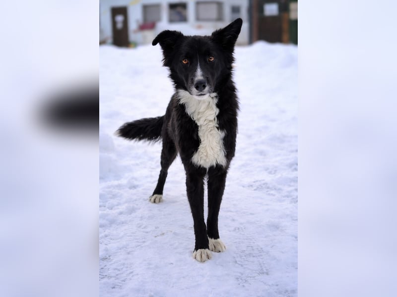 Freundlicher Miron wartet auf seine Menschen