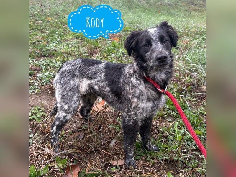 Kody ein richtiger Schatz