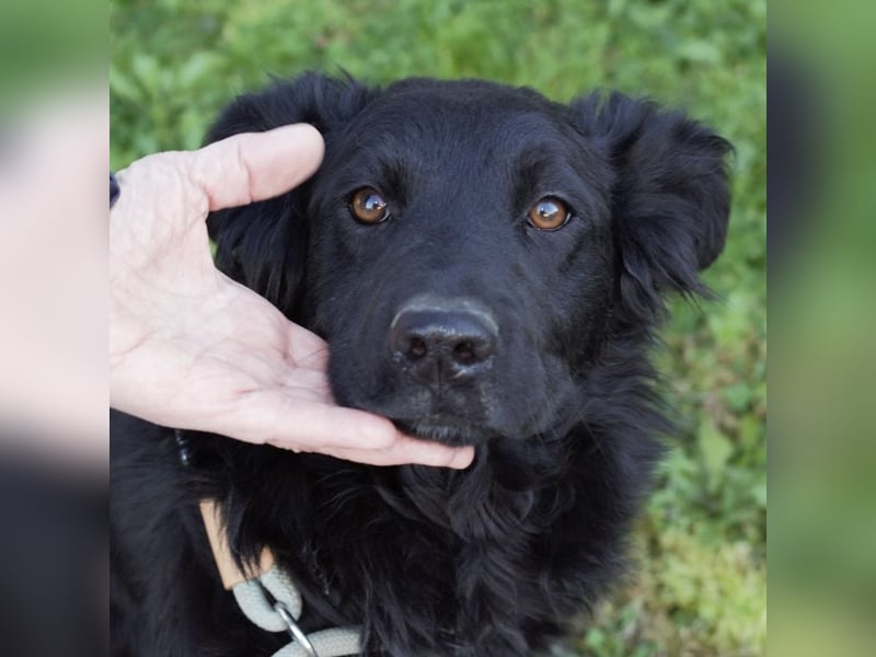 Lapia eine wundervolle schwarze Perle