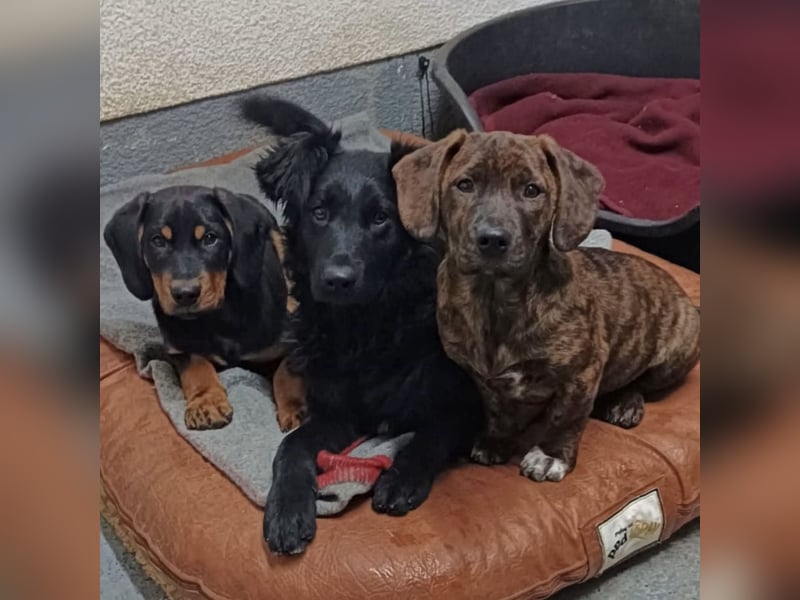 Lapia eine wundervolle schwarze Perle