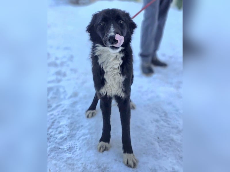 Freundlicher Miron wartet auf seine Menschen