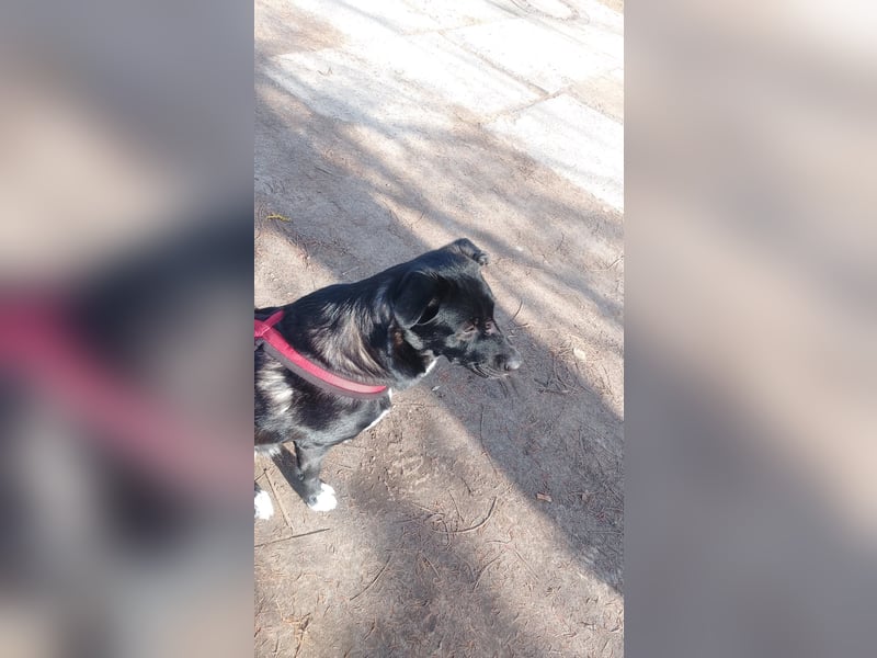 Süße Zoe wartet auf ihr Zuhause