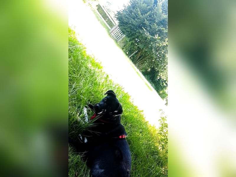 Süße Zoe wartet auf ihr Zuhause