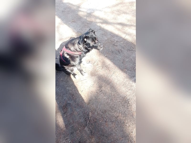 Süße Zoe wartet auf ihr Zuhause