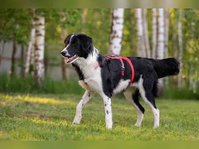 Aktive ELLIE sucht eine aktive Familie