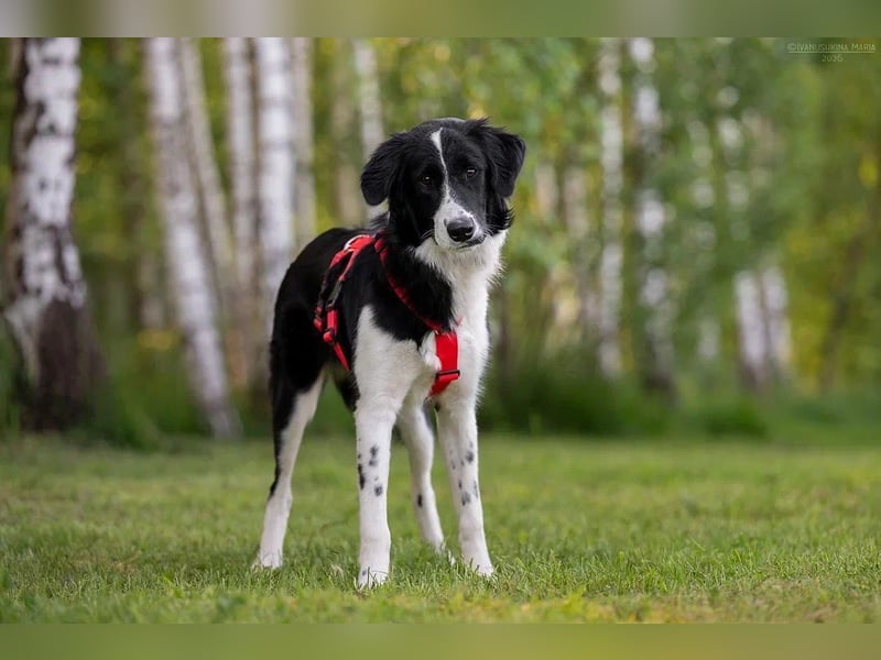 Aktive ELLIE sucht eine aktive Familie