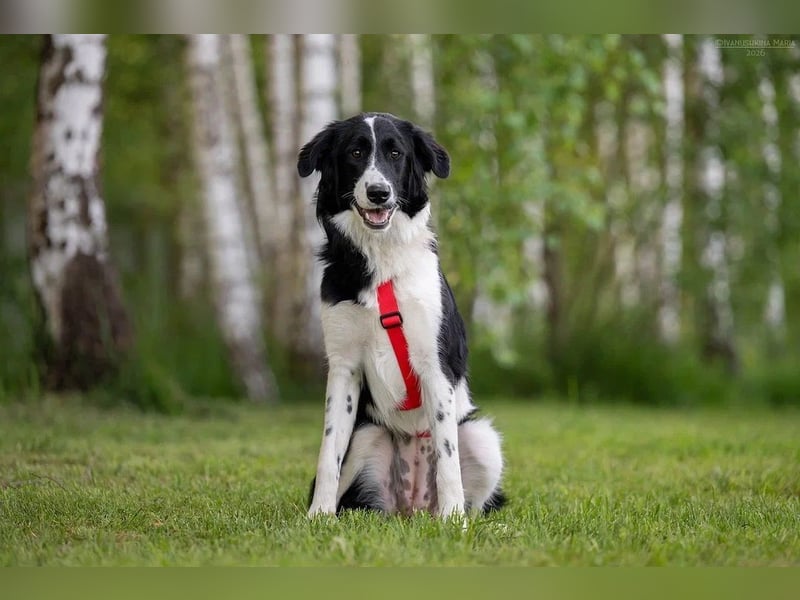 Aktive ELLIE sucht eine aktive Familie