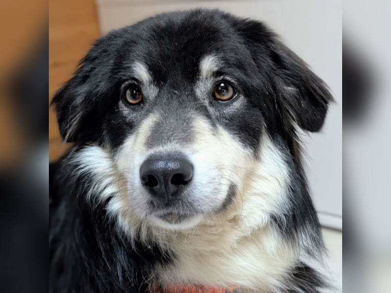 Leeloo ein sanftes Wesen