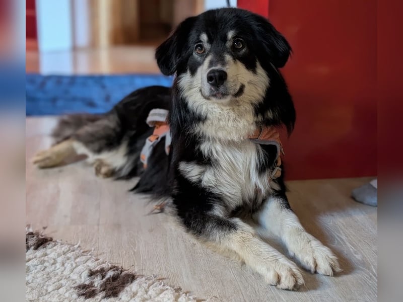 Leeloo ein sanftes Wesen