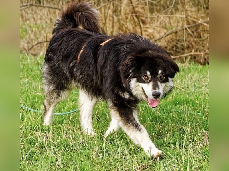 Leeloo ein sanftes Wesen