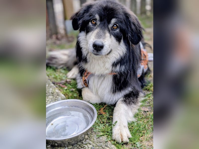 Leeloo ein sanftes Wesen