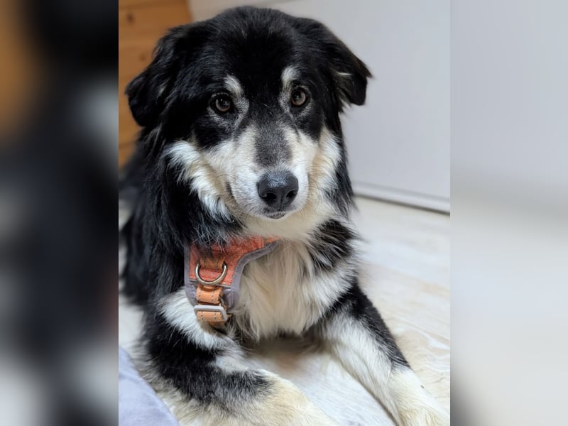 Leeloo ein sanftes Wesen