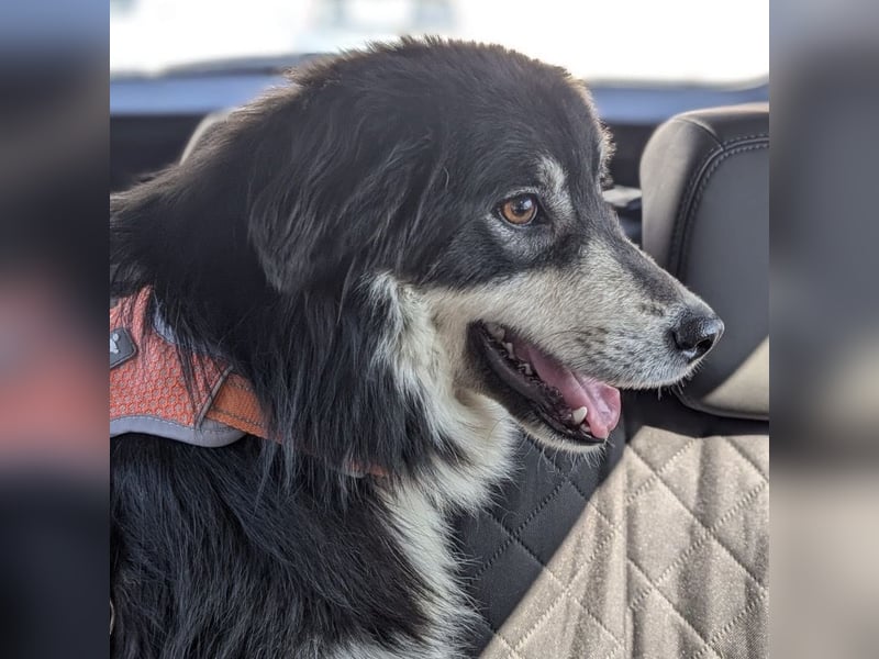 Leeloo ein sanftes Wesen