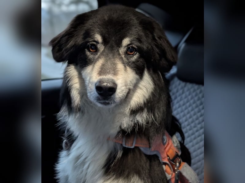 Leeloo ein sanftes Wesen