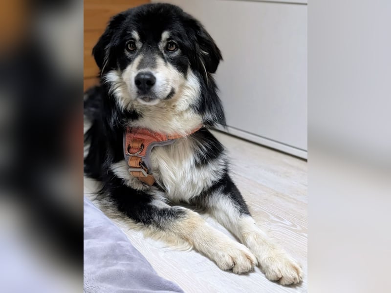 Leeloo ein sanftes Wesen