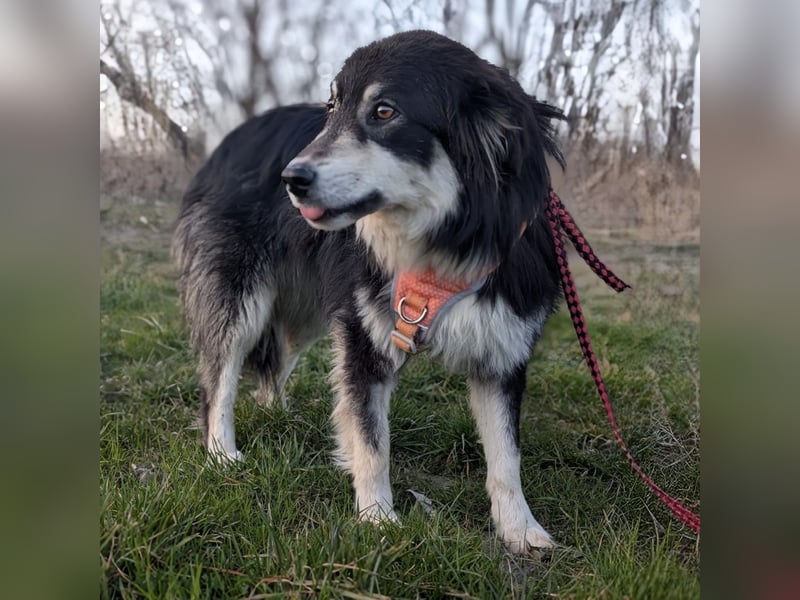 Leeloo ein sanftes Wesen