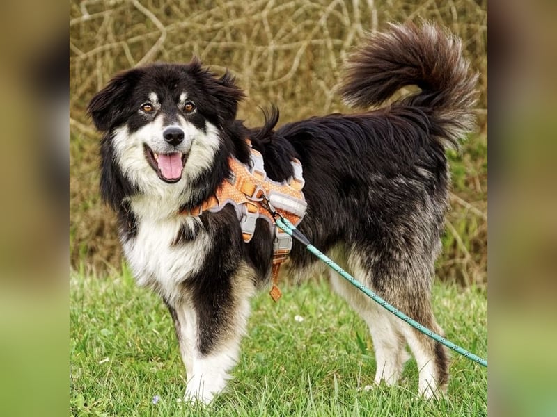 Leeloo ein sanftes Wesen