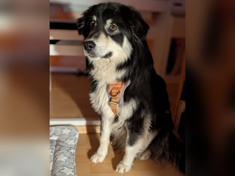 Leeloo ein sanftes Wesen