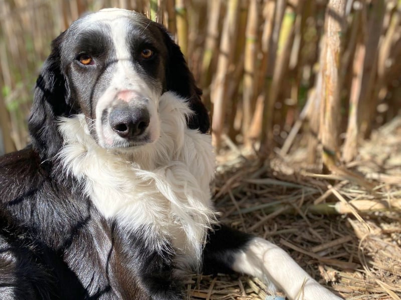 Carlo - ist reserviert
