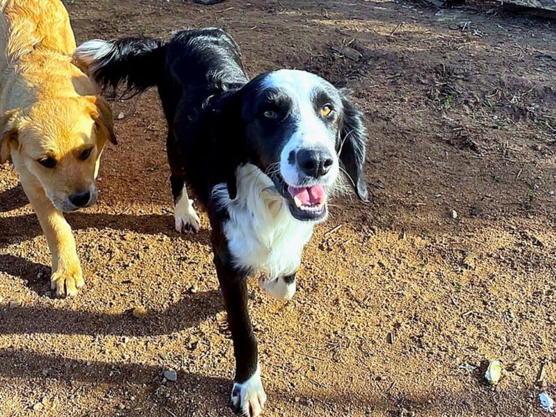 Carlo - junger Feingeist auf der Suche nach seinem Zuhause
